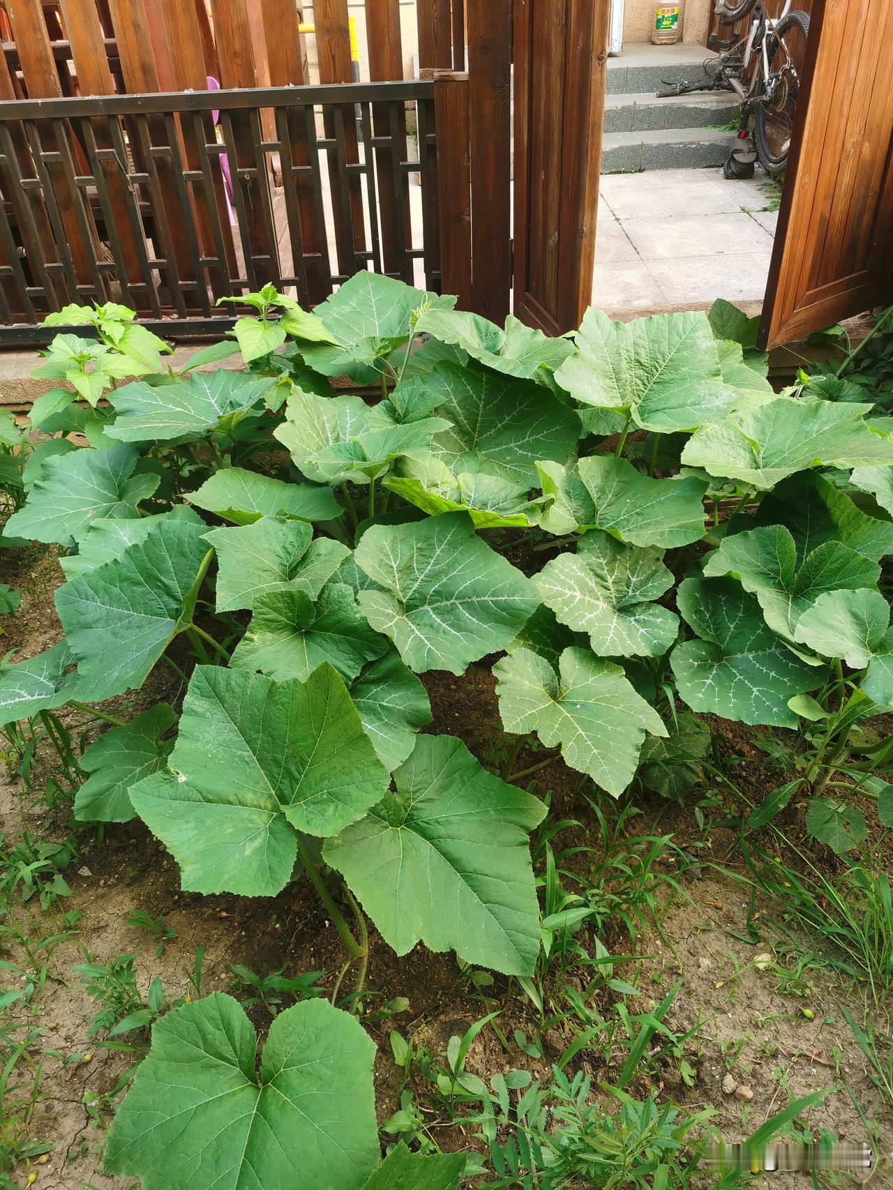 家里有个小菜园，日子真的特别舒坦。院里种着茄子、黄瓜、芋头、柿子，还有一大片生