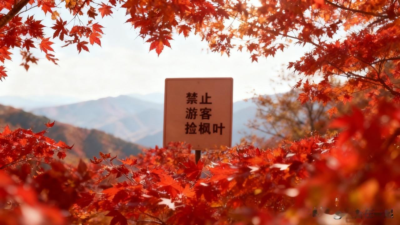辽宁本溪老边沟景区禁止游客捡枫叶，这规定一出来就引发争议。很多人觉得落叶都掉