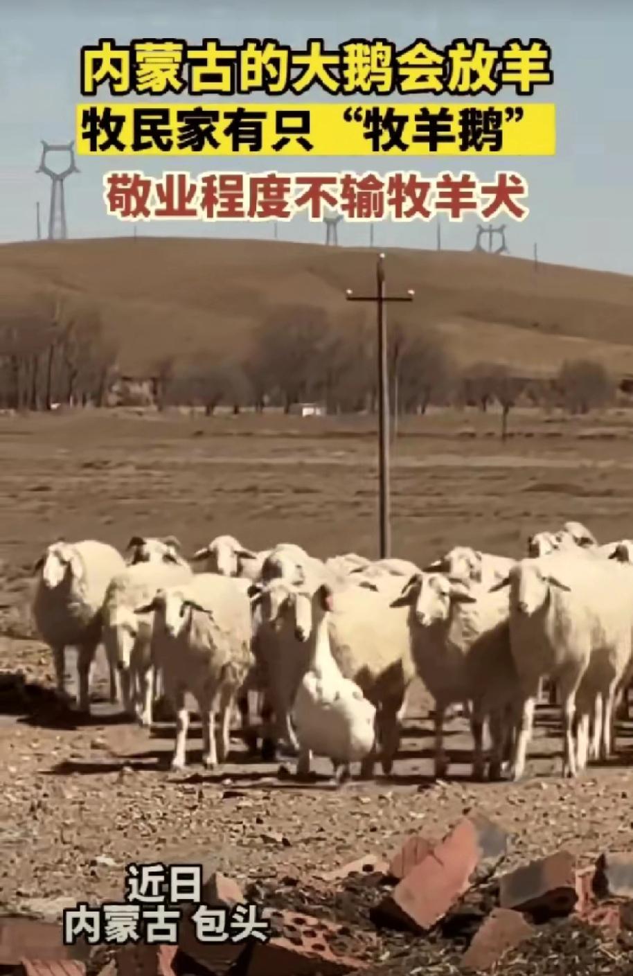 一只本该端上餐桌的大鹅，靠自己的本事逆天改命，成了最靠谱的“打工人”！内蒙