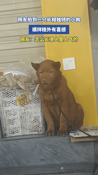 长相撞脸人类的狗狗路人偶然在街边偶遇一只土狗，一身棕毛看着平平无奇，可凑近一
