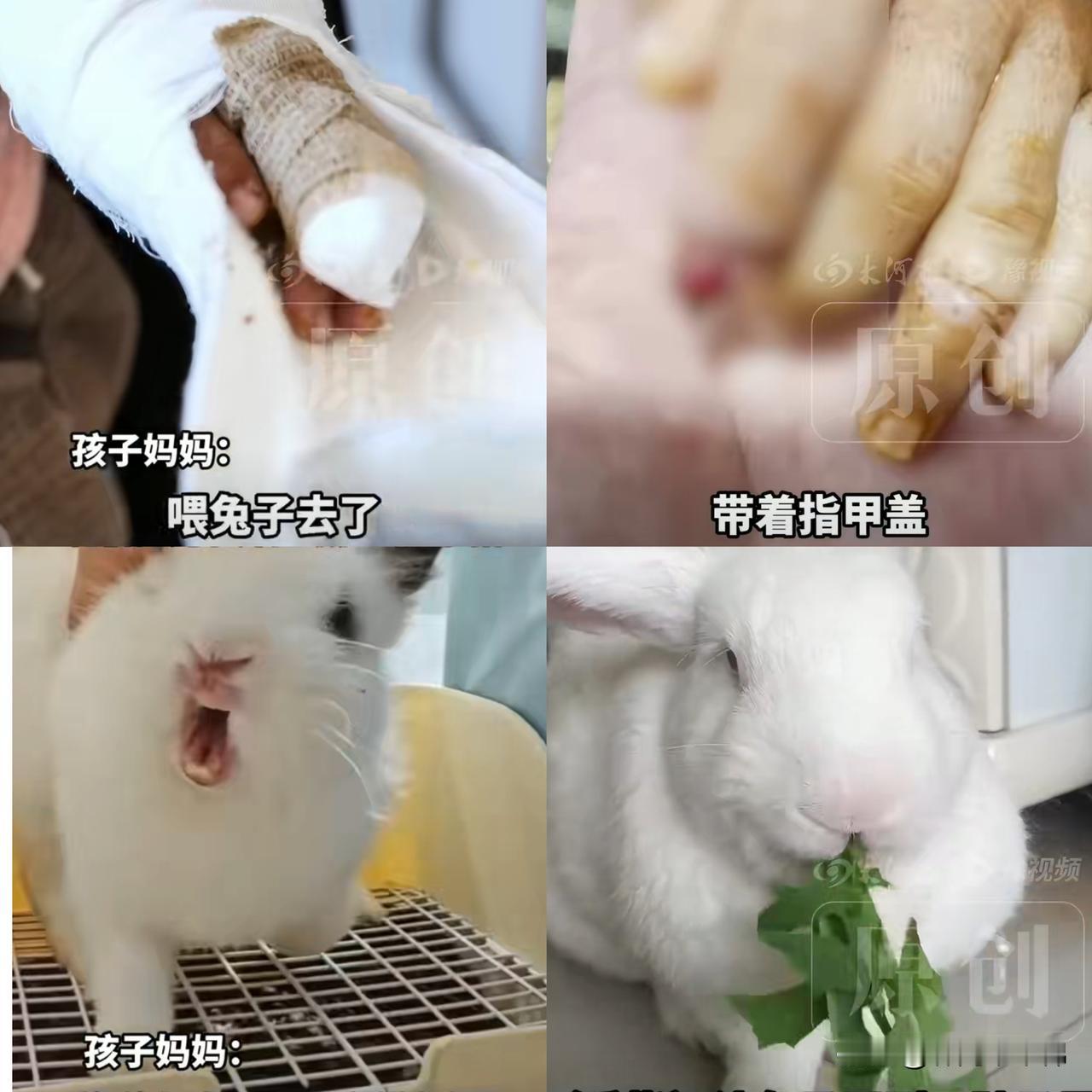 被兔子咬断手指还真是为所未闻！家长把兔子开膛破肚只为寻找断指！还有谁没有听过这句