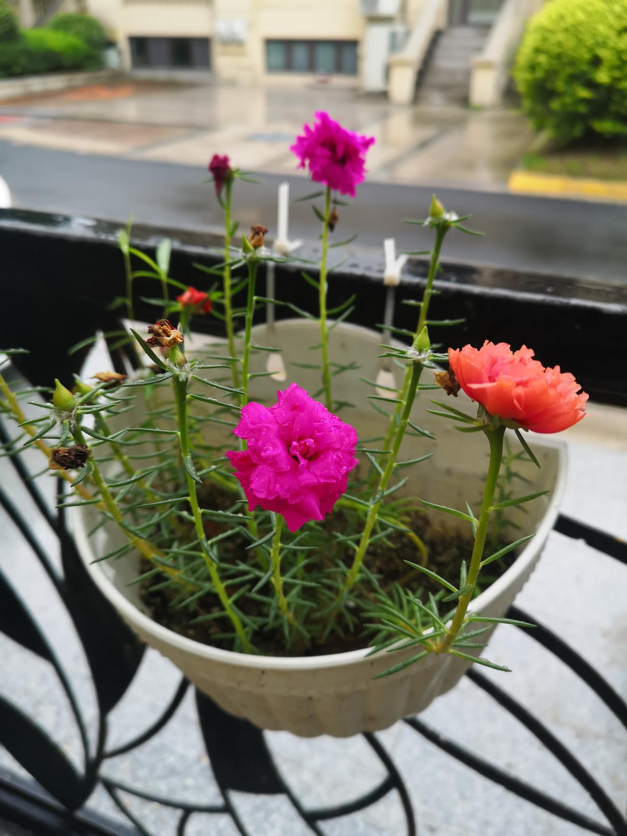 今天和朋友聊天，朋友说了一件事，邻居婆婆晕倒了，给她女儿打电话，女儿竟然说没有时