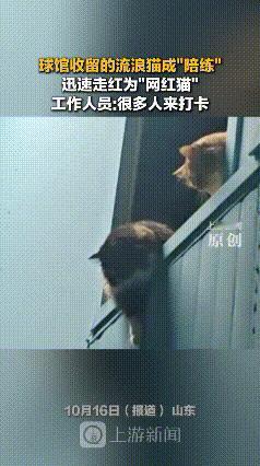 山东球馆“猫陪练”爆火：比起会打球的猫，更戳人的是这份双向救赎！