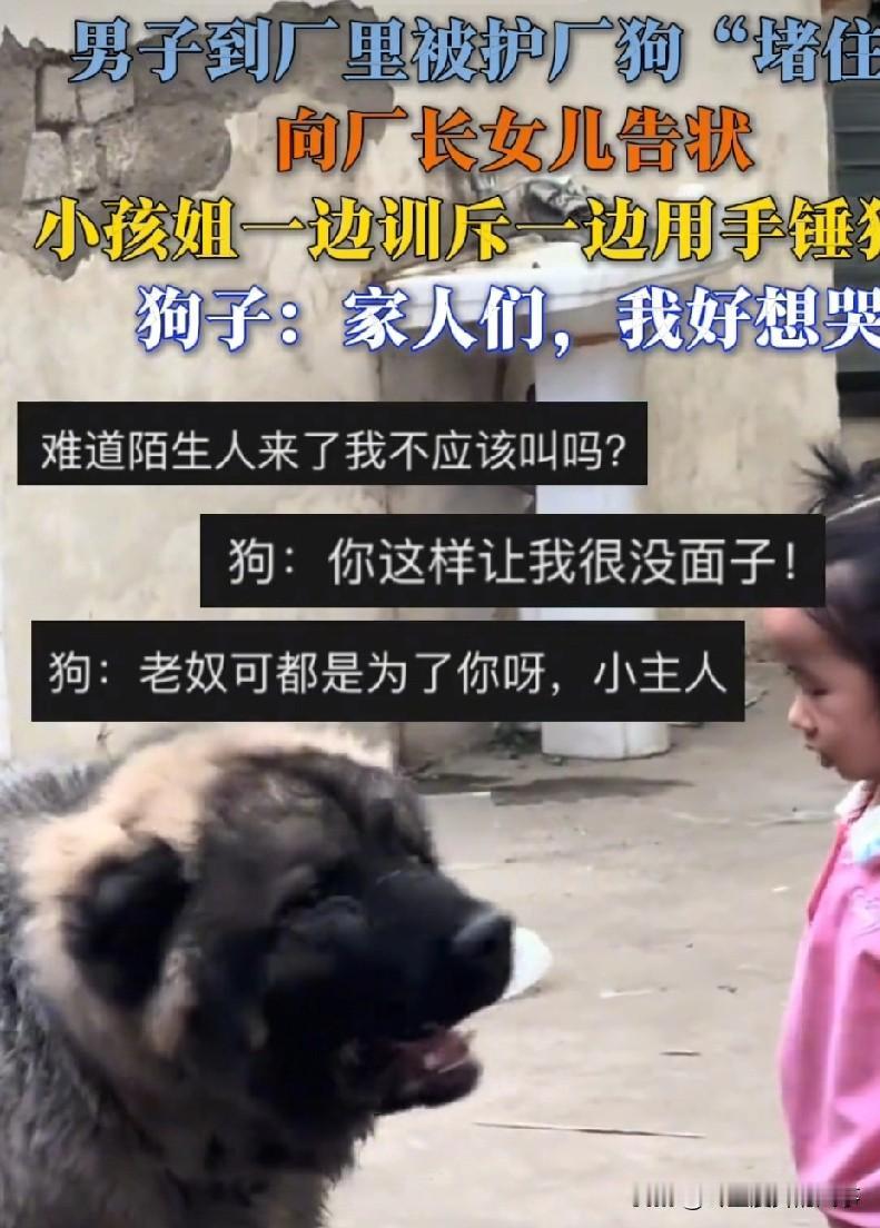 这个品种不知道是不是一样,我朋友那条不爽的时候,谁叫也没有用,小祖宗一现身马上狗