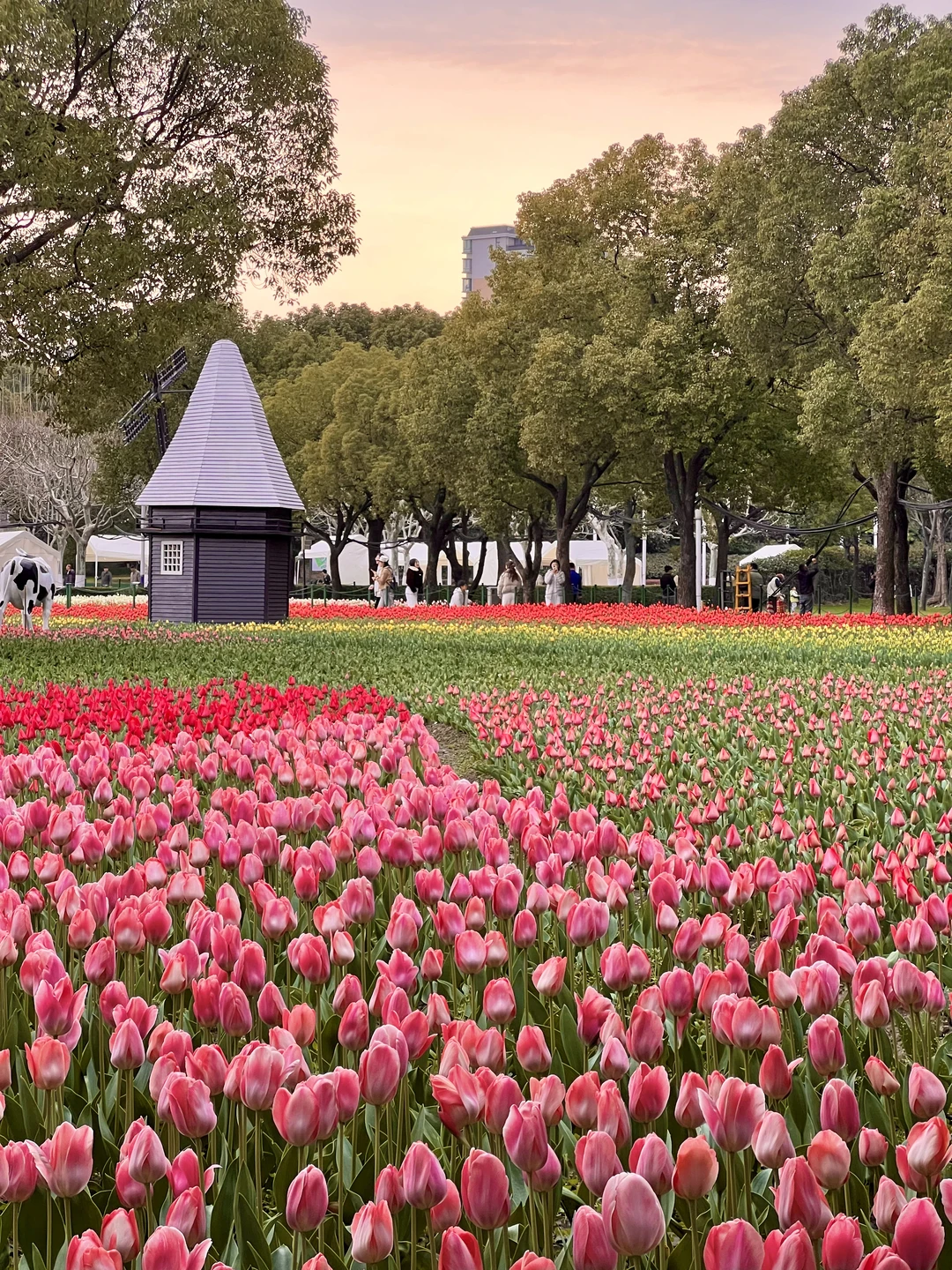 大宁公园3.13实拍🌷一些实用tips来前请看