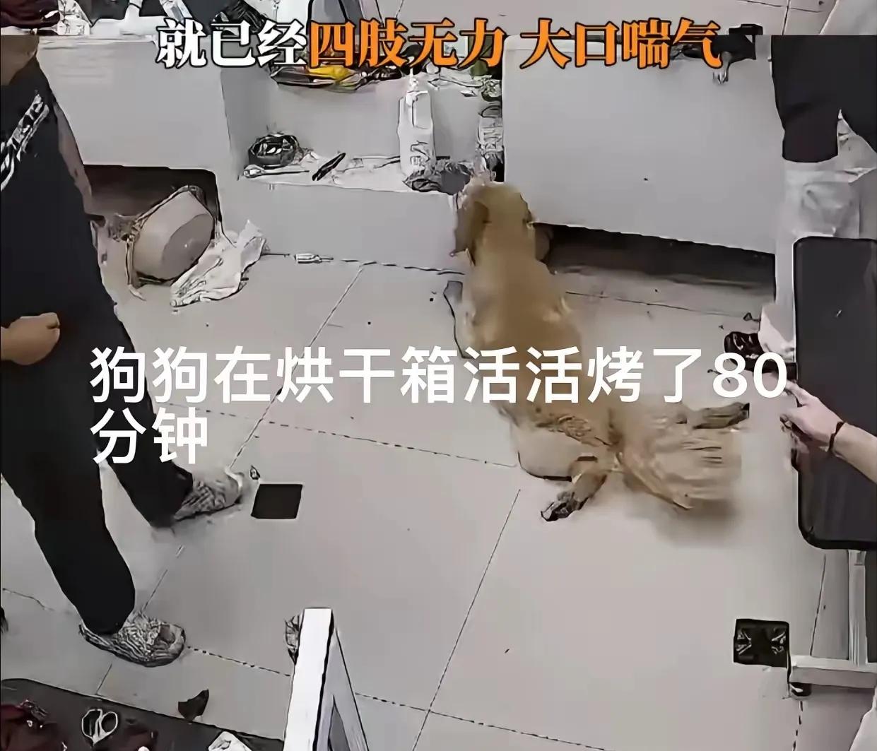 三个成年人殴打狗狗后，将其放入烘干箱内80分钟，活活烤死，在狗狗奄奄一息从箱子里
