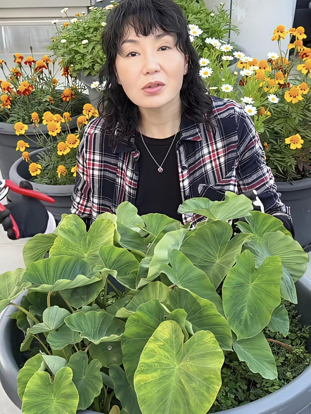 61岁的影后张曼玉又回法国乡下种菜了，反差太大，差点认不出来。她在院子里了很多菜