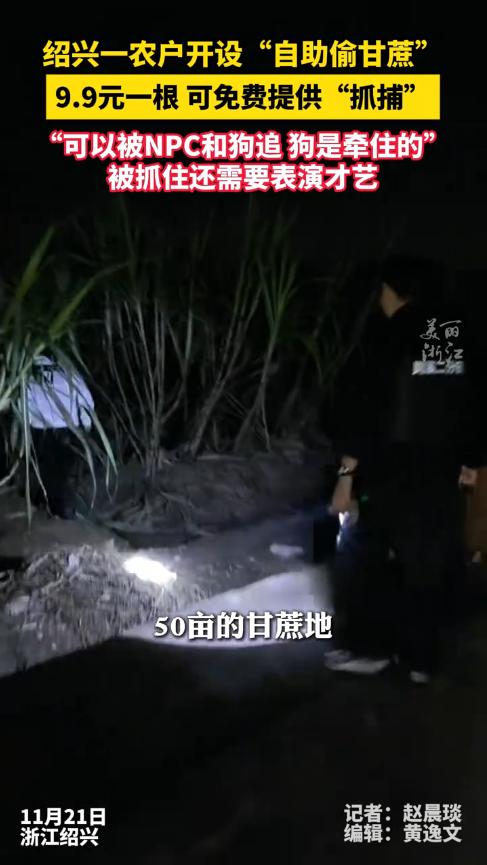 “太会做生意了！”11月21日，浙江绍兴，一农户为了卖甘蔗，将自家50亩的甘蔗地