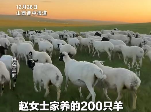 “必须严惩！”近日，山西晋中，一女子父亲借遍亲友凑了30多万养了200只羊，可不
