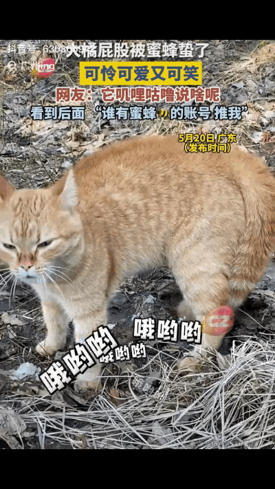 广东一位网友家里养了只橘猫，这只猫天性贪玩，每天都要跑出去溜达好几个小时。这天橘