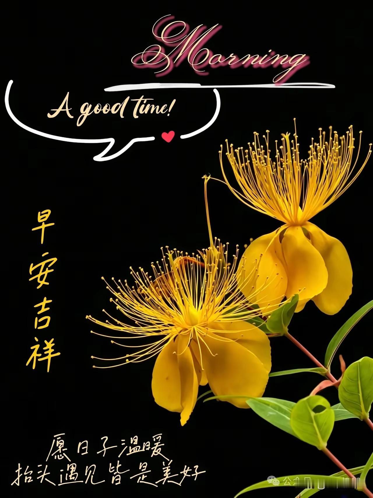 早安吉祥，愿你的一天充满美好与温暖！🌼💖