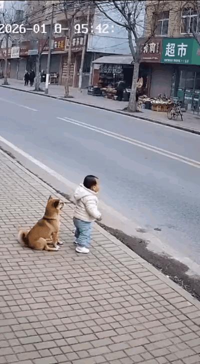 真是拿命护小主人嘞！