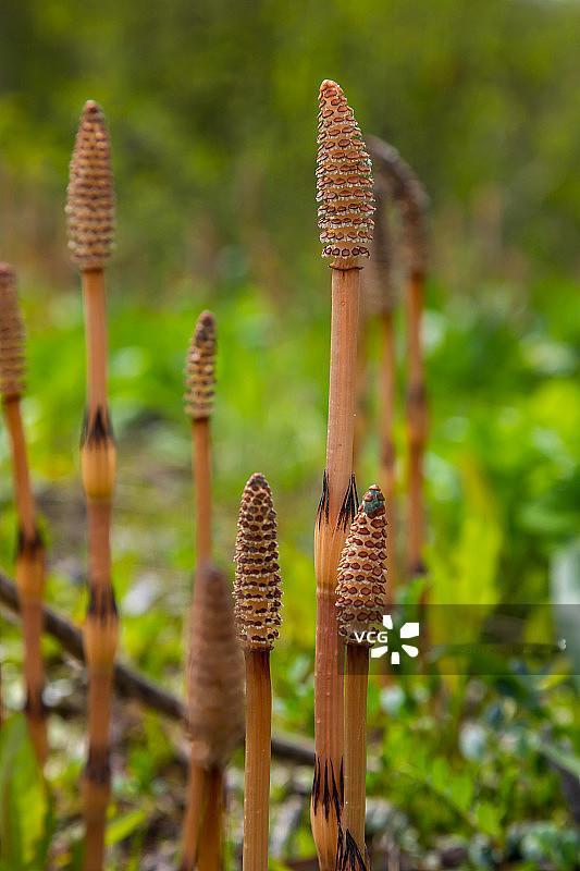 这也太厉害了吧，辽宁庄河一8岁男孩上山挖野菜发现疑似山上有金矿！4月16日