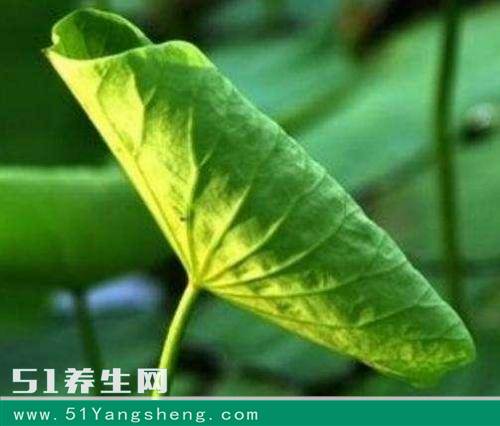 尿酸高你还在吃药吗, 现在它的“天敌”来了, 让你尿酸稳稳的