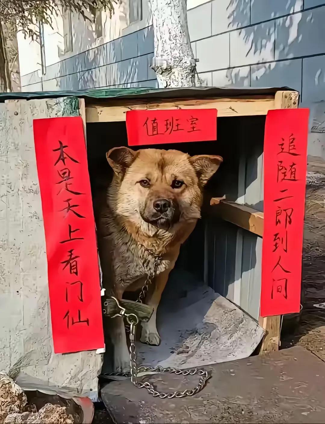 只能说一句：高手在民间！给看家犬贴对联本来就是创新一格了再有这么好的文采，能