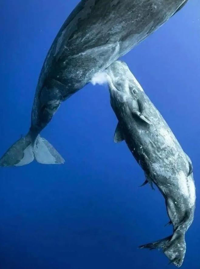 你知道鲸鱼宝宝怎么喝奶吗？鲸鱼妈妈，是直接把奶挤在海水里的。你是不是觉得，那不就