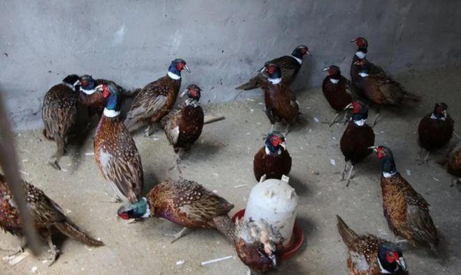 东北野鸡泛滥成灾，为何很少有人吃？当地农民直言：“别说吃了，我们甚至都不敢招惹它