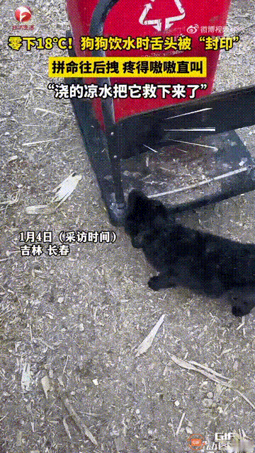 吉林长春一只小狗经常在一块铁板上喝水，因为这块铁板上会有积水，所以它养成了习惯，