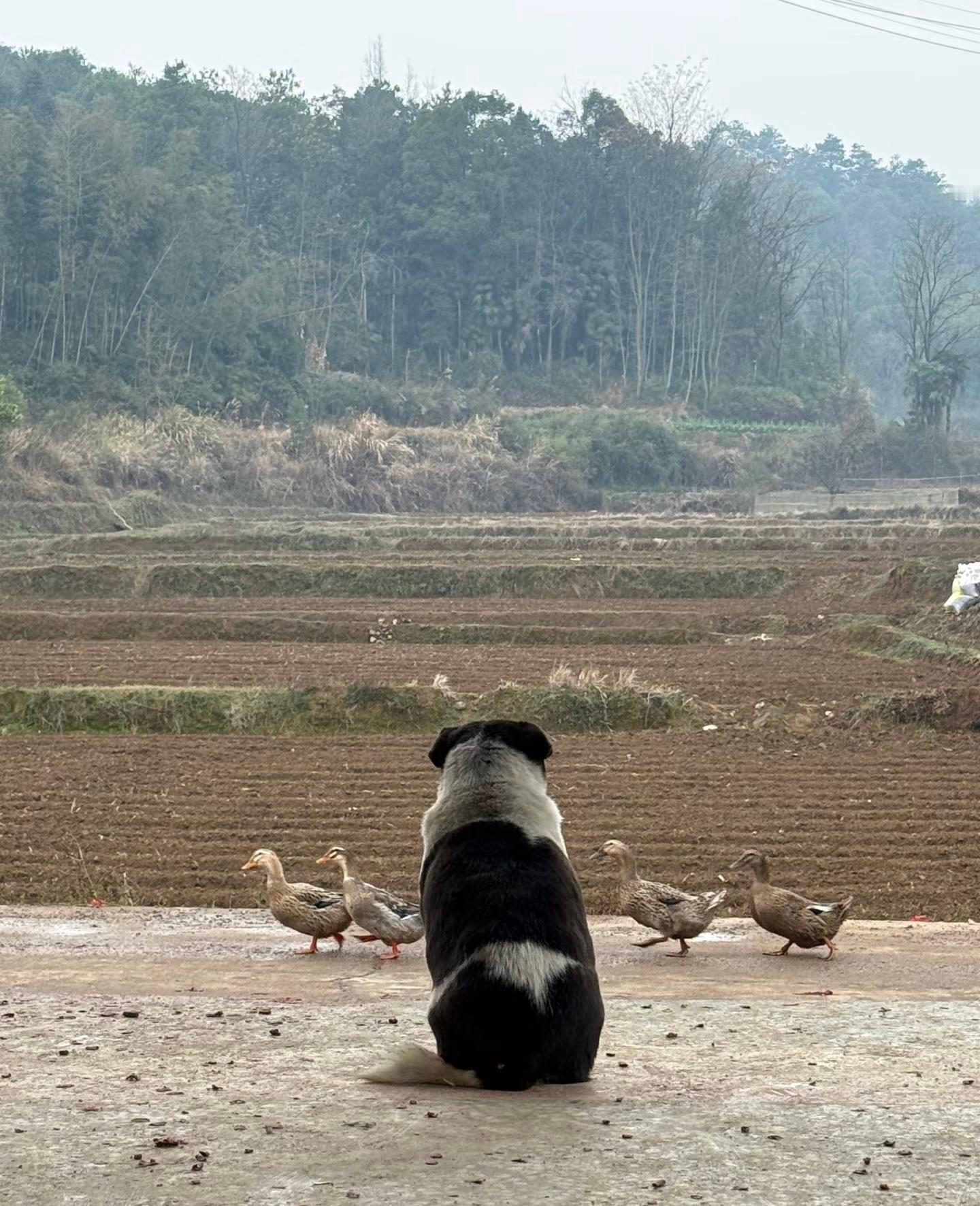 小狗：主人回到大城市吃的好不好，过得开不开心呢