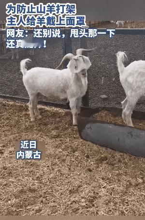 内蒙古养羊的大哥这波操作，我真的服了，简直是民间智慧天花板！家