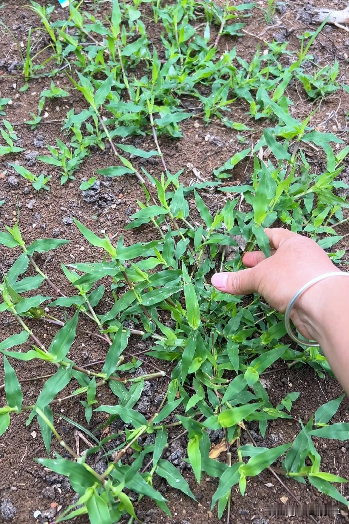 它叫荩草，下面说说它的用途价值。1.传统药用全草可入药，2.饲料与绿肥