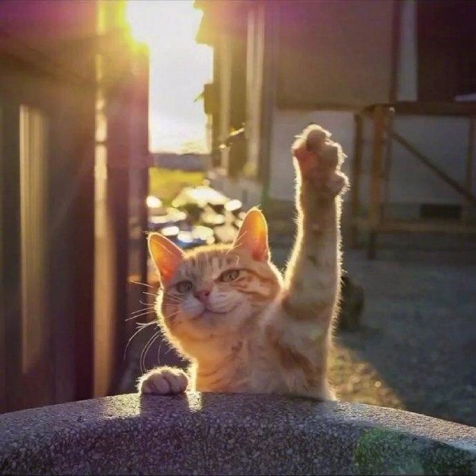 竟然被一只猫帅到了！