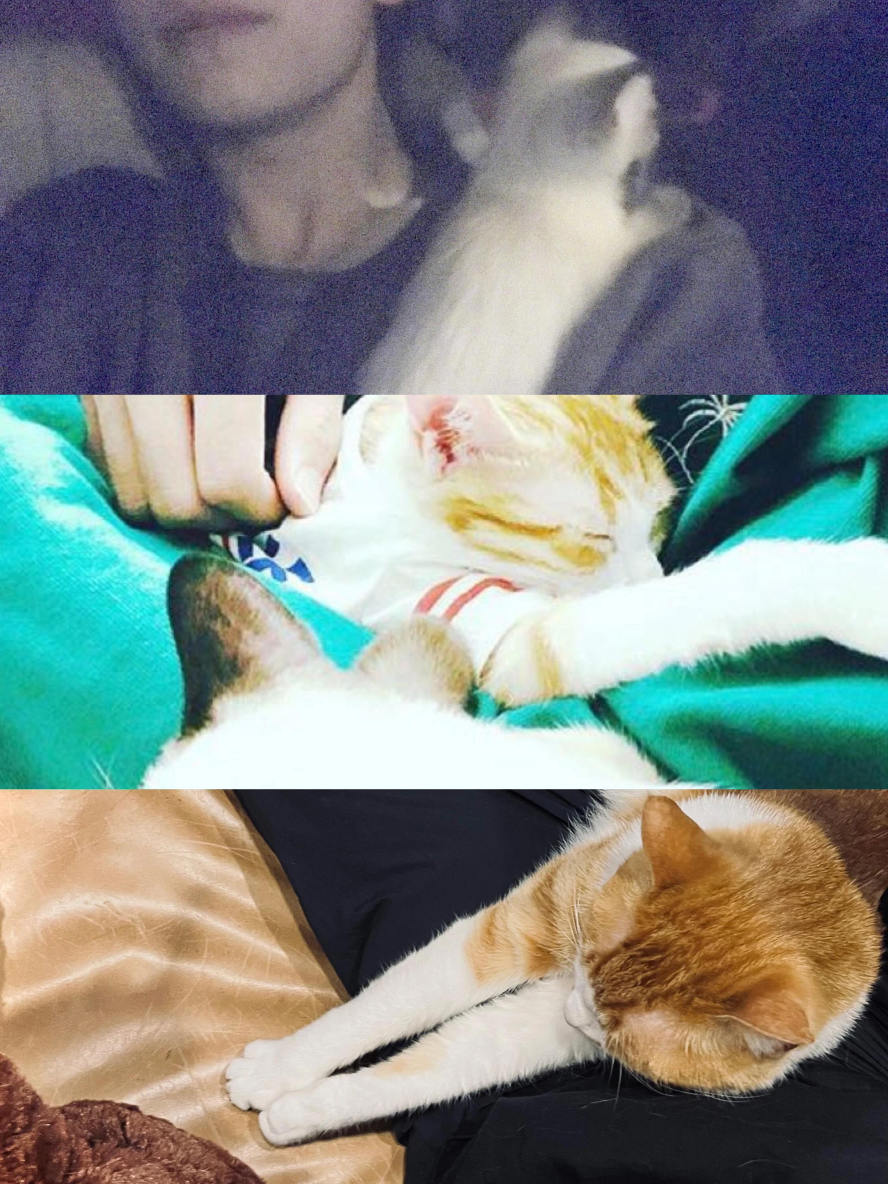 别躲在我妈怀里闹了小猫这明明是我的位置