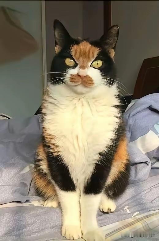 本来满心欢喜等三花猫，结果收到一只“猫界李逵”，现在每天被它盯得心慌慌！阿