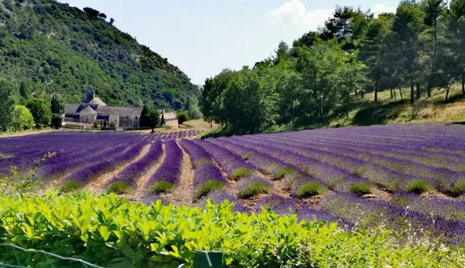世界十大赏花胜地花是自然馈赠的浪漫，每一片花海都藏着独有的地域风情与季节密码