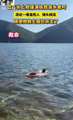 笑不活了！河南，一场水上救援演练中，一只叫“巴万”的警犬原本奋力冲入水中救人，谁