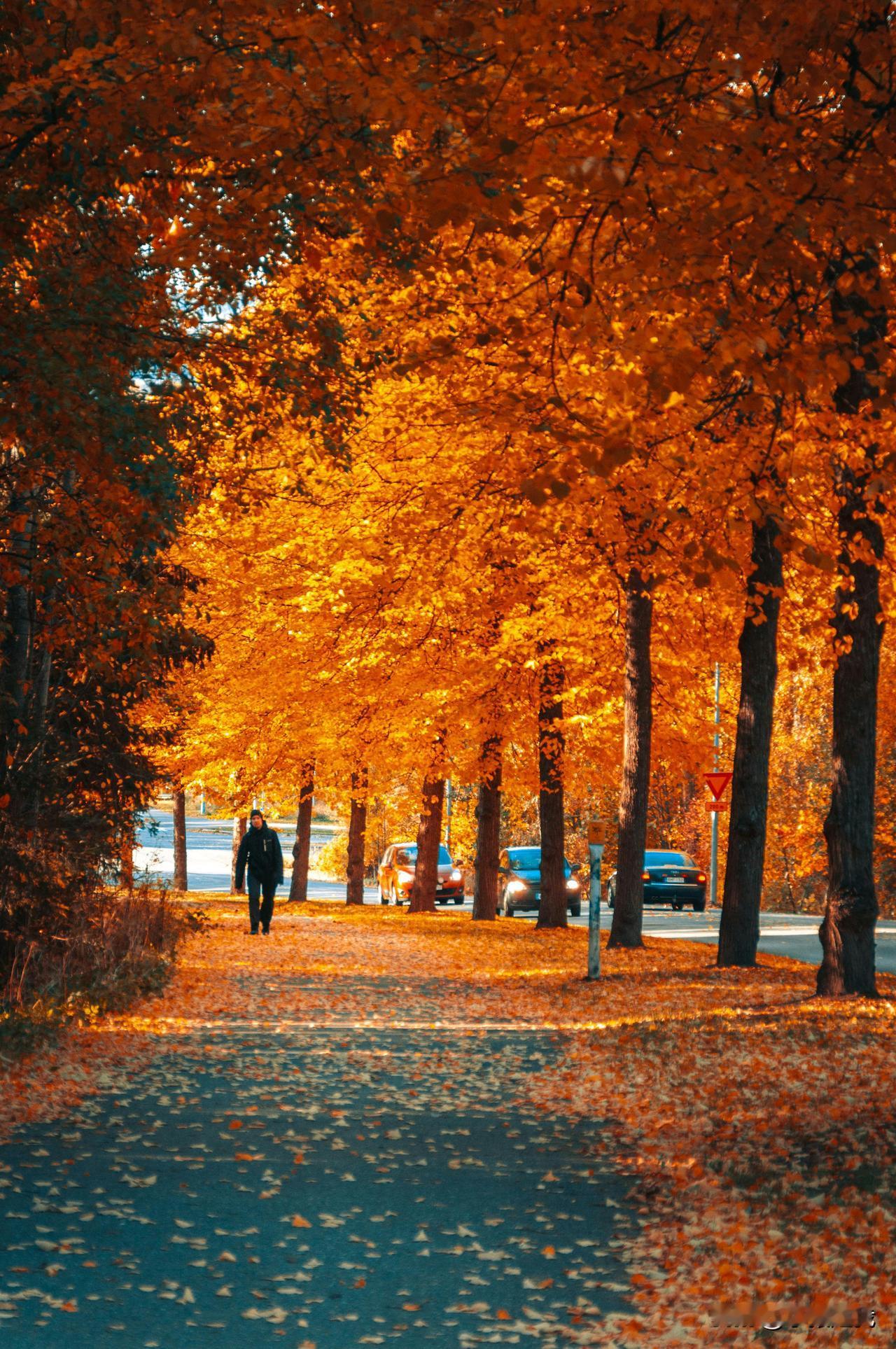 风裹挟着碎金般的叶，将整条路铺就成温暖的河流。阳光从枝桠缝隙间漫洒而下，为每片落