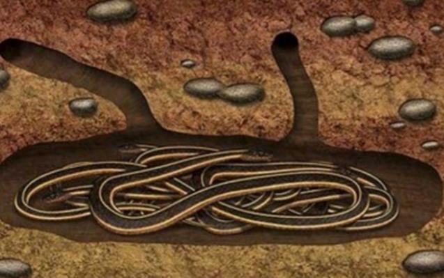 [点赞]蛇冬眠的时候有多危险？一位与蛇打了半辈子交道的捕蛇人说得直白：90%的