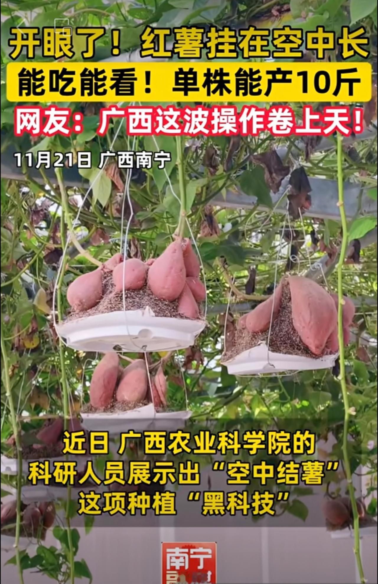 红薯长天上了？广西农科院这波操作绝了：单株最高可产10斤，不用挖直接摘~网友：种