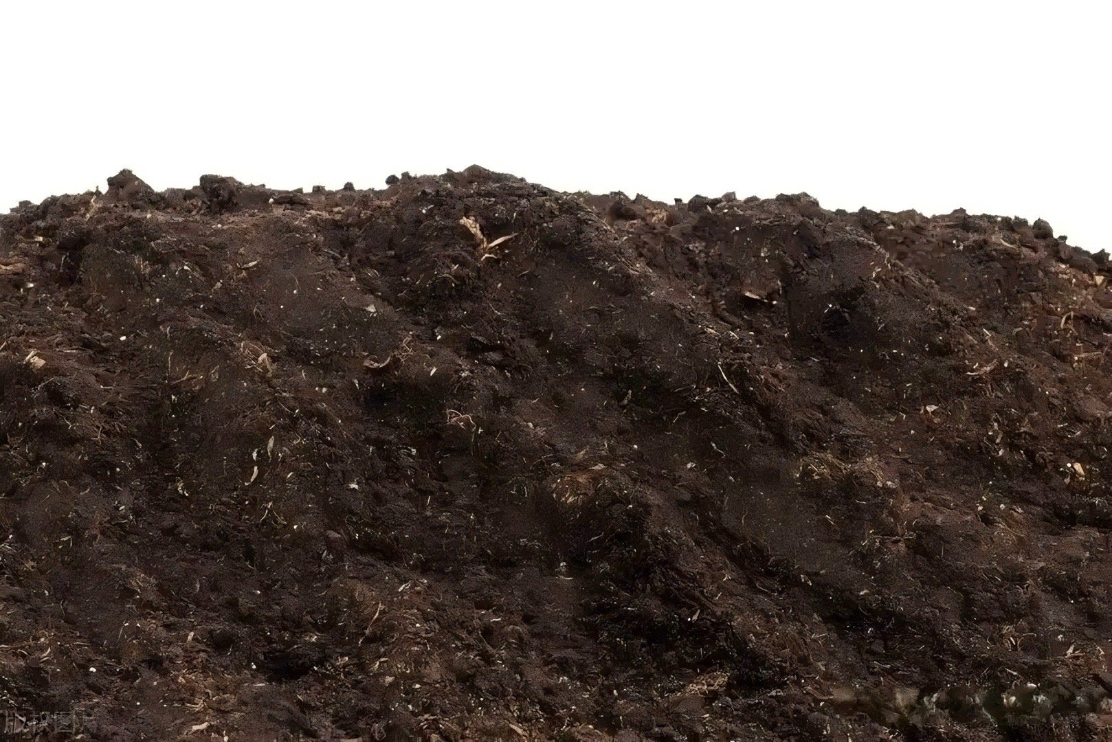 刷到这个冷知识直接震惊！地球原来没土壤，全靠苔藓地衣“死磕”石头🌱亿万年的坚