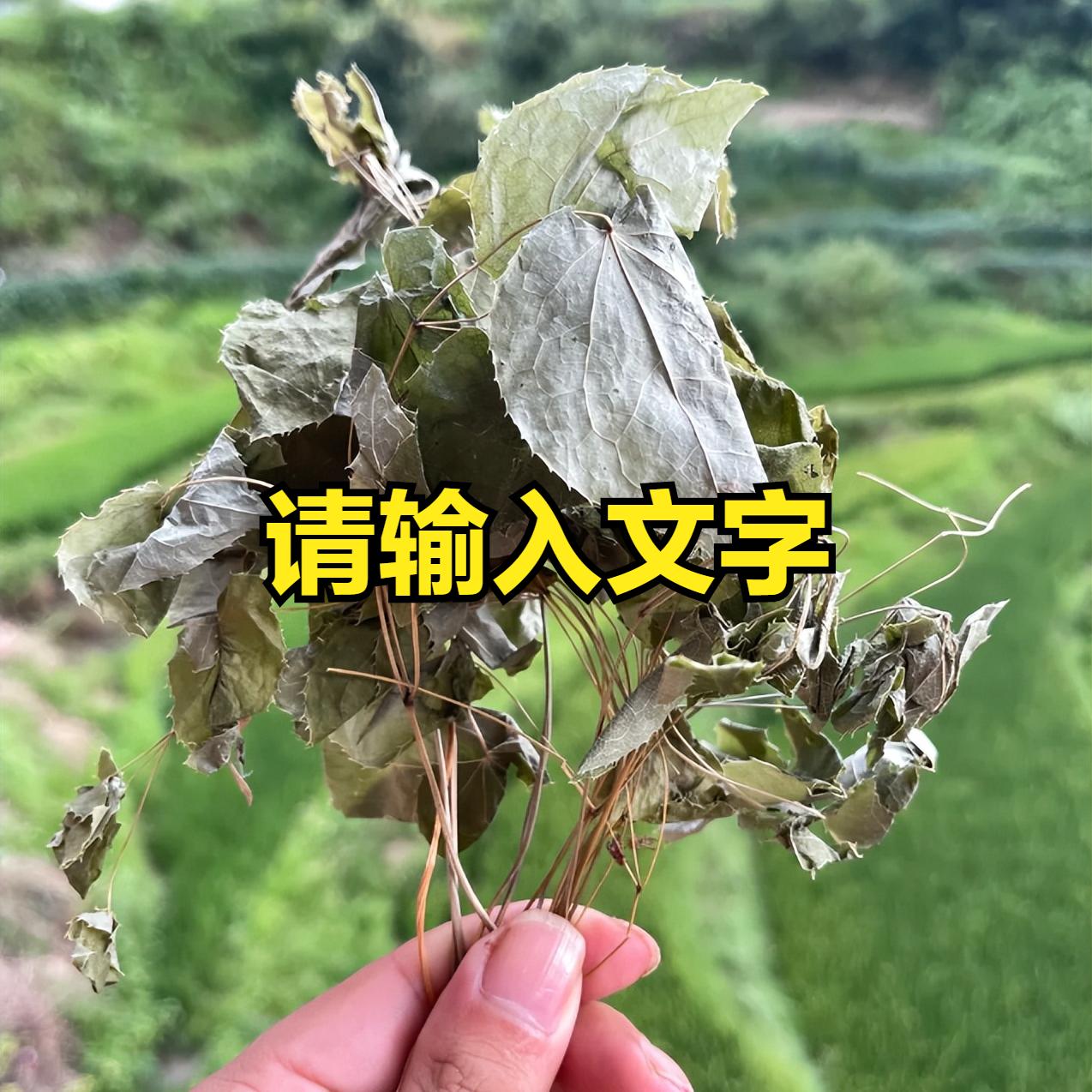 一味淫羊藿，改善四年阳痿早泄，行医三十多年，我一直坚持用最简单的方法在临床
