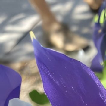 “猫爪花”并非单一植物学名，通常指代耧斗菜（毛茛科）或猫爪草（毛茛科），两者的生