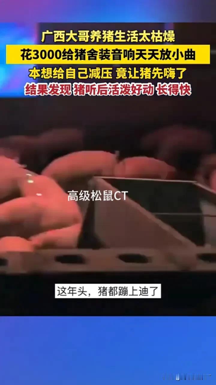 刷到个超搞笑的事儿！广西一位养猪大哥嫌养猪生活太枯燥，居然豪掷3000块给猪舍装