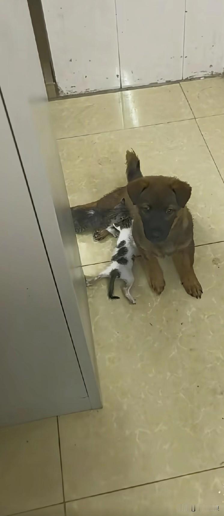 公狗领着两只小猫，小猫肚子饿了，便钻到公狗肚子下面喝奶。公狗心地善良，任由它们喝