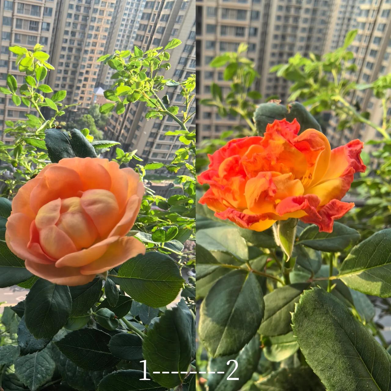 昨天的天气有多热？看看这张图就知道了！早上出门的时候，图1中的花还含苞待放