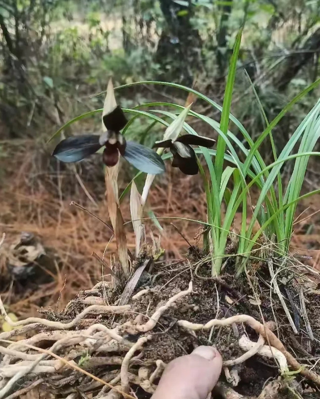 云南玉溪，有一位村民到山上挖冬笋，挖到了一种根须很像冬虫草的植物，这种植物的叶子