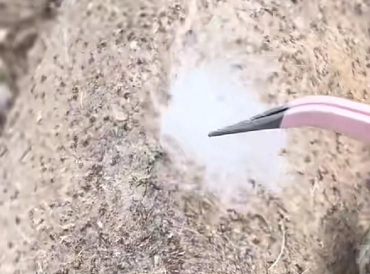 谁能娶到这样的女子，简直就是太幸福了江苏苏州一位女子发现，家附近养了大量的鹅，