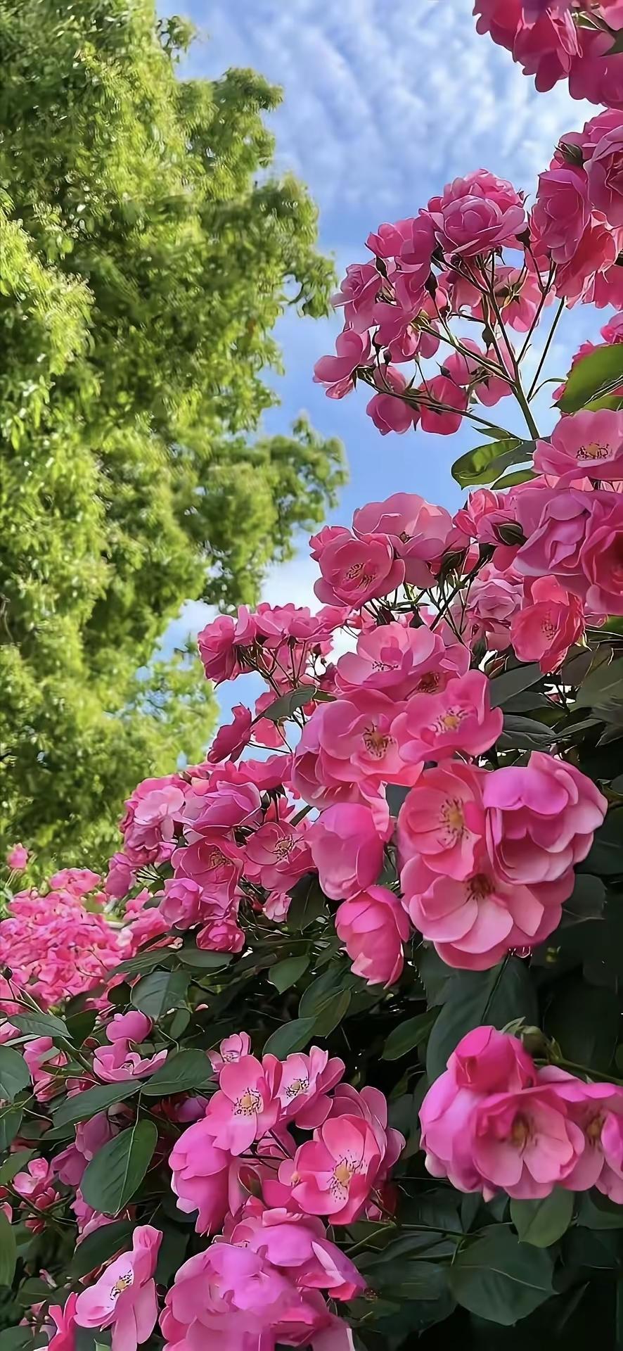 手机壁纸～春风拂过枝头，花开满径，阳光温柔洒落，把日子过得温柔又明亮，不负每一场