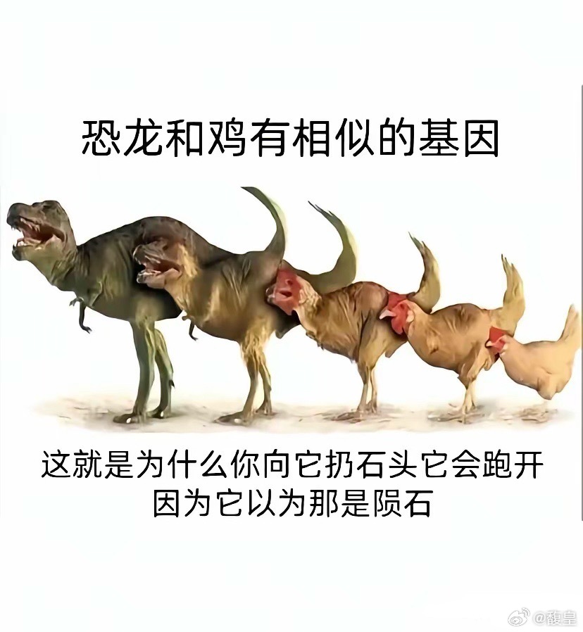 原来这就是它们躲石头的原因，不过不管石头砸像谁都会躲吧😄