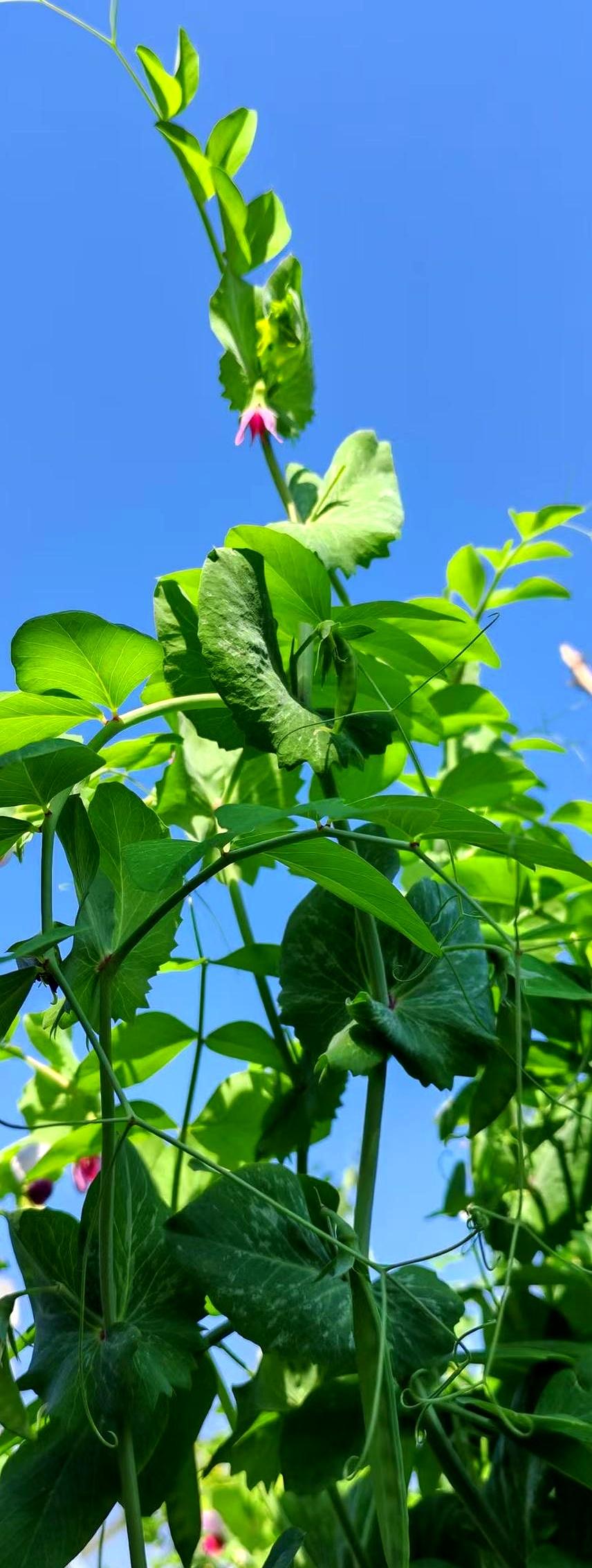 好家伙，我弟一句话，把全家过年的计划全改了。他瞅着视频里我爸自个儿待着，突然蹦