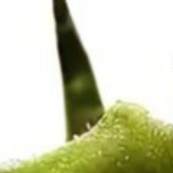 0000番茄的种植方法一、种植时间番茄的种植时间主要取决于气候条件和品种特性。