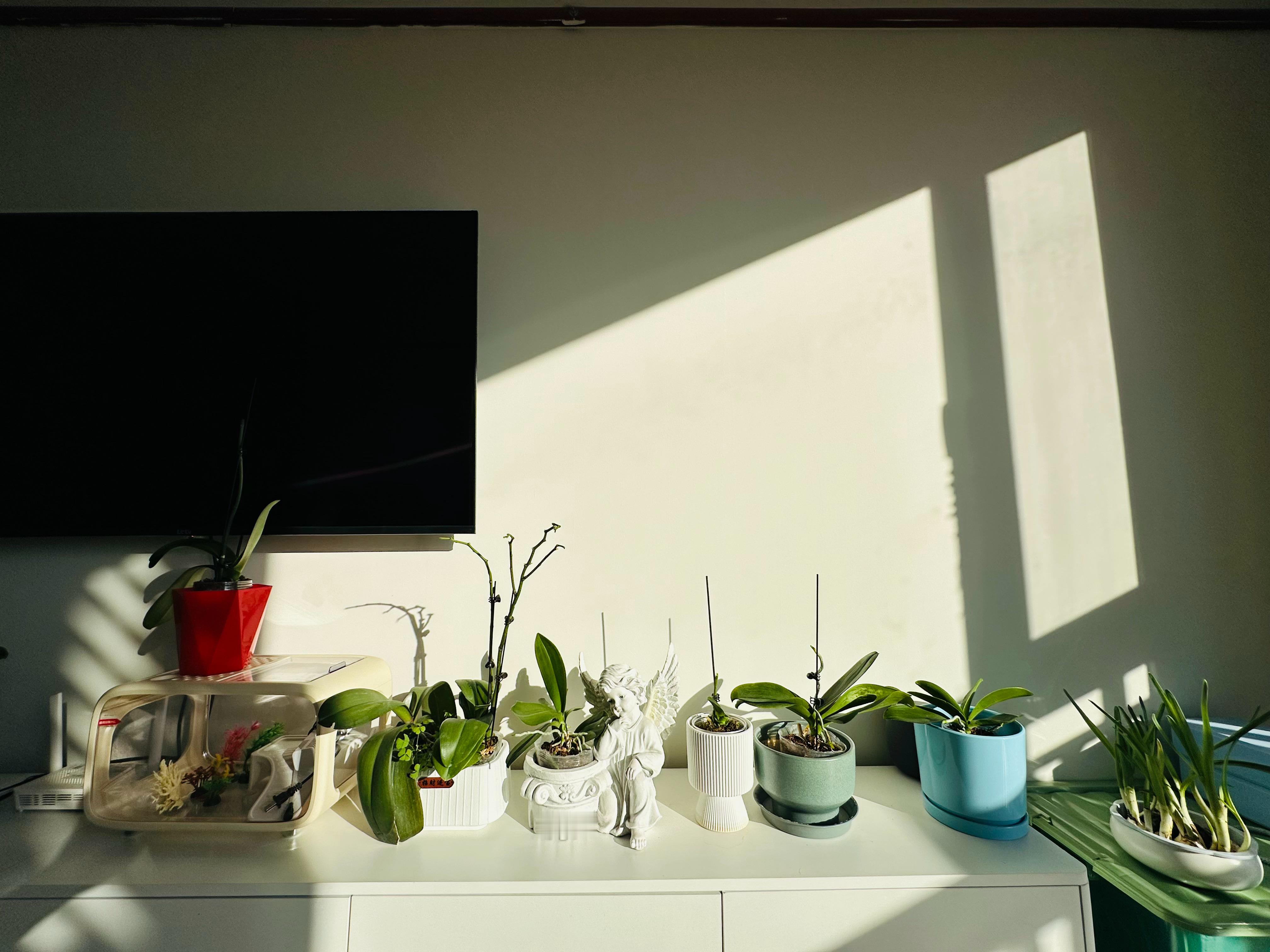 12棵旧蝴蝶兰全部土壤花盆大更新，等待结苞开花🌼