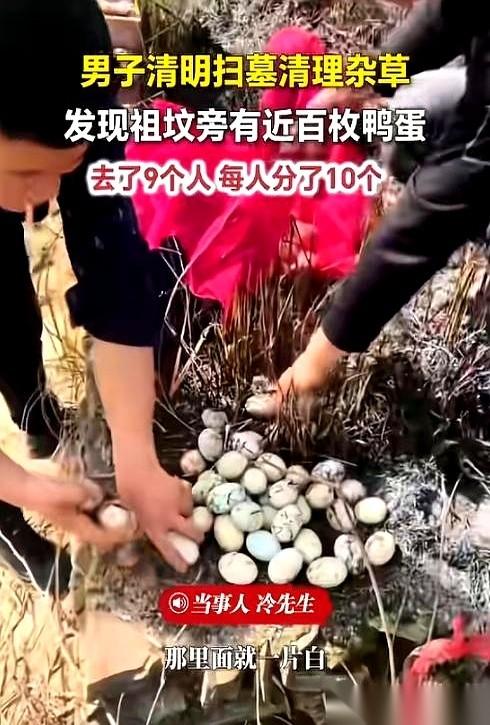 “地上！有鸭蛋！”镰刀一顿，锄头僵住。刚还在泥里刨草根的大手，猛地绷直，直直指