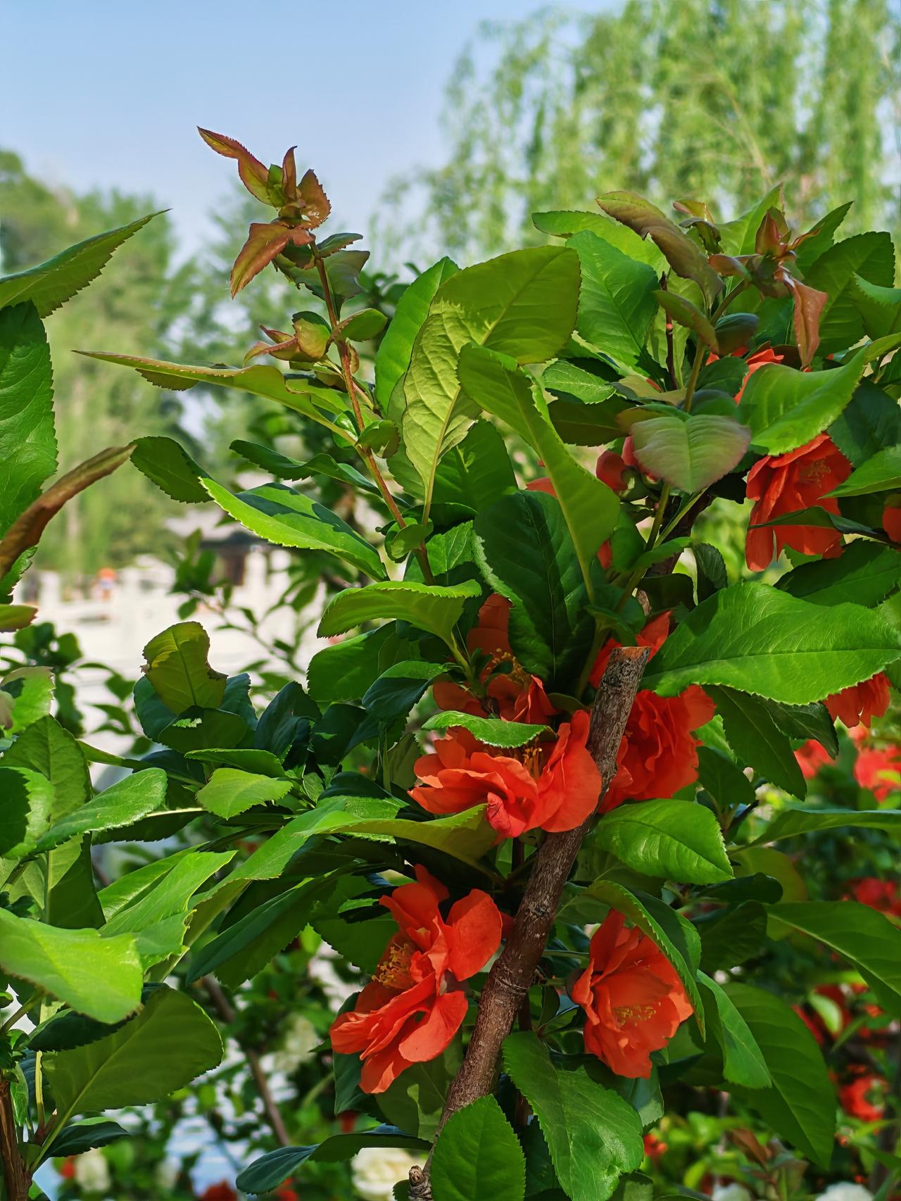 晒图笔记大赛花红柳绿，一派好风光。