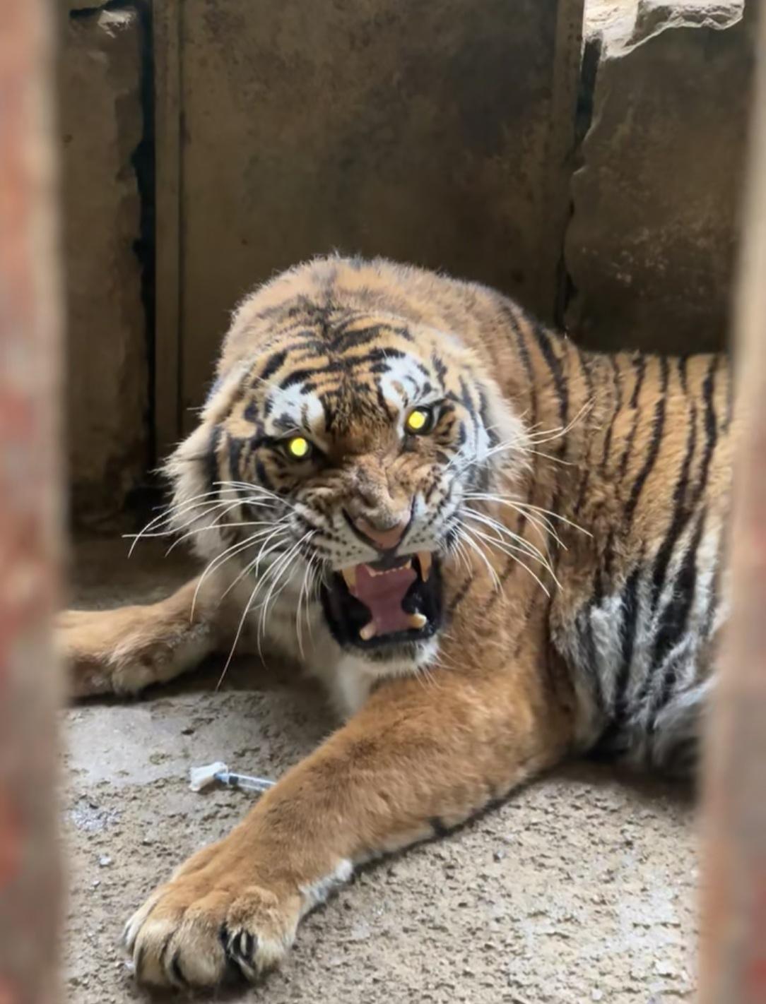 老虎不发威，你以为是病猫！