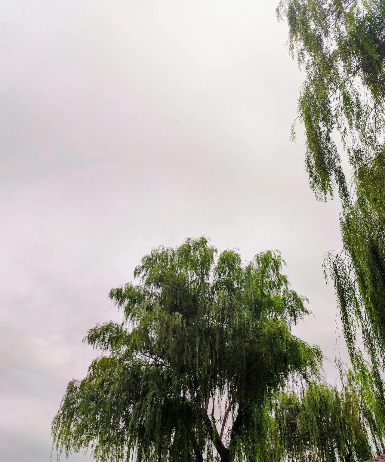 北京气温下降，秋分迎来降雨！“秋分有雨来年丰”，今天秋分，迎来了小雨，而且气温